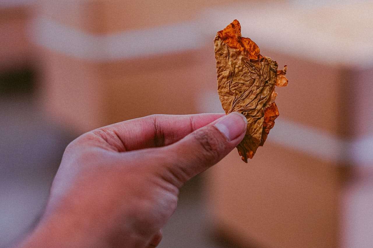 expertise-01 Close-up of a hand holding a dried tobacco leaf in Malang, Indonesia.