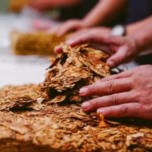 Close-up of hands arranging dried tobacco leaves in Malang, East Java, Indonesia.
